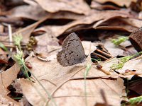 Spring Azure Complex 'marginata'